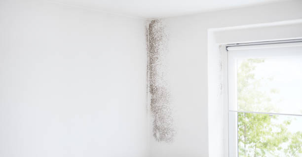 Best Forensic Mold Investigation  in Squirrel Mountain Valley, CA