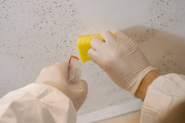 Asbestos and Lead Testing During Mold Inspection in Squirrel Mountain Valley, CA