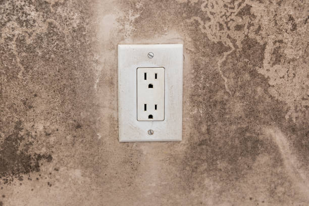 Reliable Squirrel Mountain Valley, CA Mold Removal Solutions