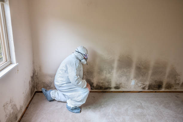 Best Comprehensive Air Testing for Mold Contaminants  in Squirrel Mountain Valley, CA